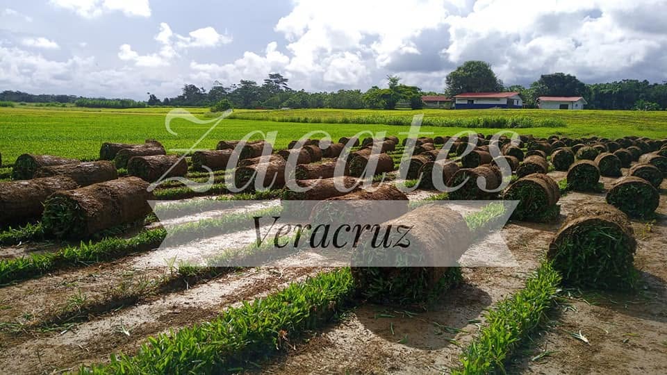 Zacates Veracruz Zacates Veracruz venta de zacate en rollo Costa Rica