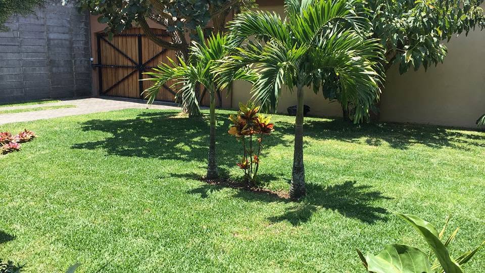 Jardín residencial con zacate San Agustín Césped en rollo zacate San Agustín en jardín residencial con palmeras Costa Rica